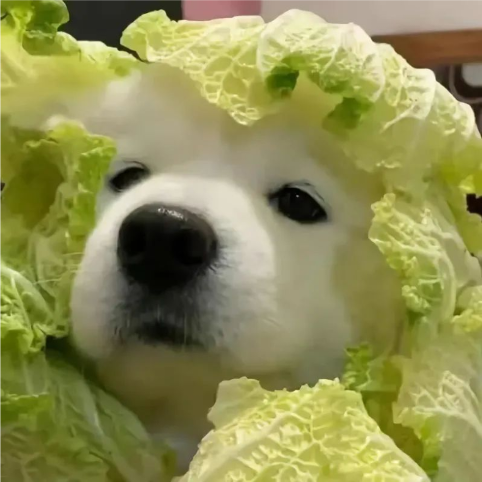 菜菜菜