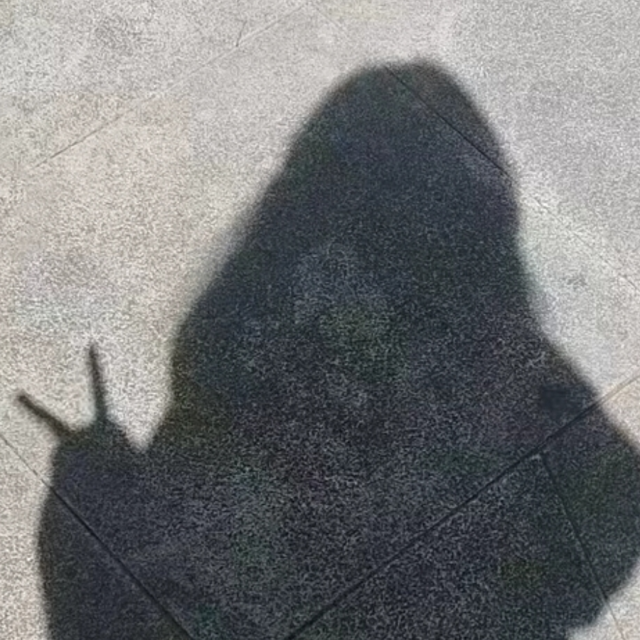 羝年