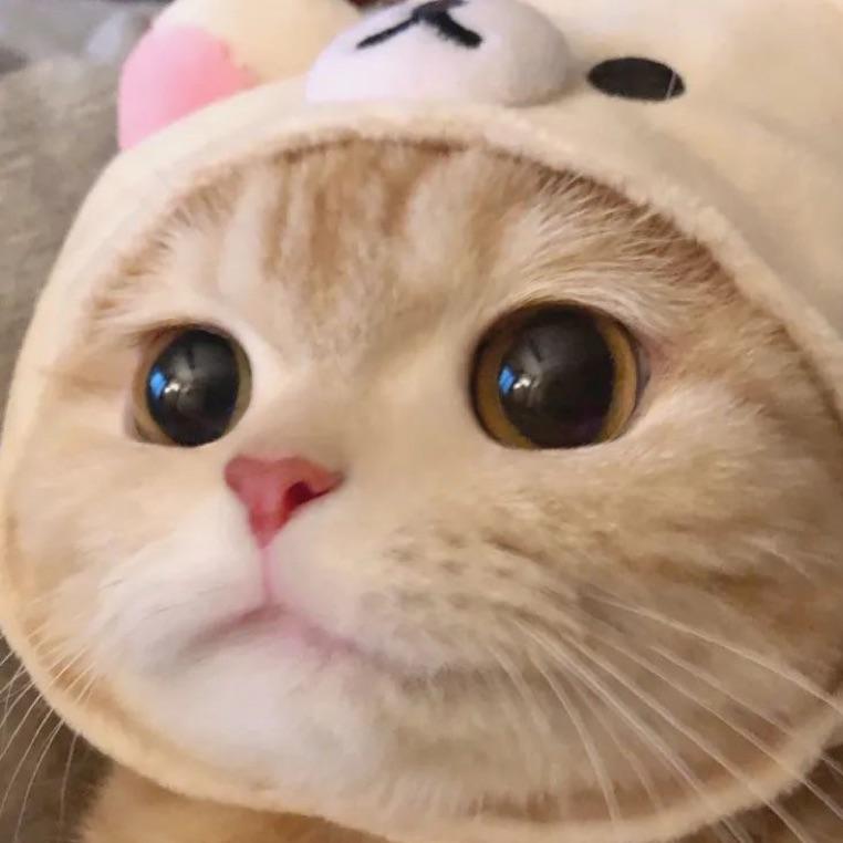 Ccc。
