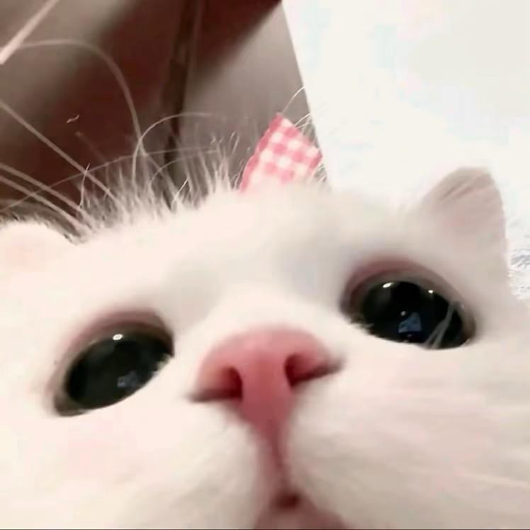 鱼朵