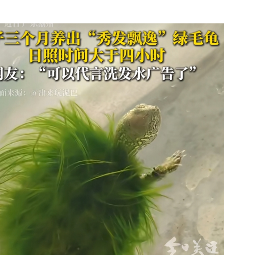黑猪一如既往的牛哇