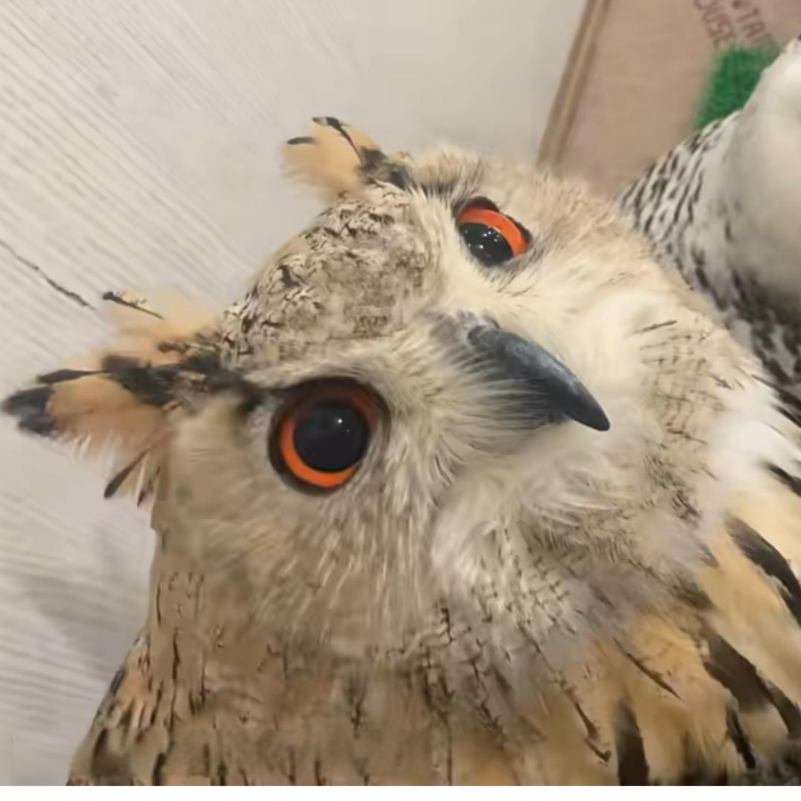 萌禽