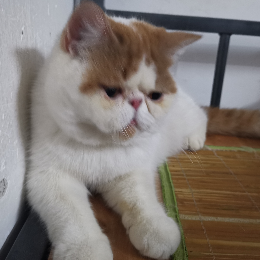 飞