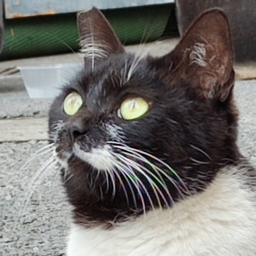 生煎