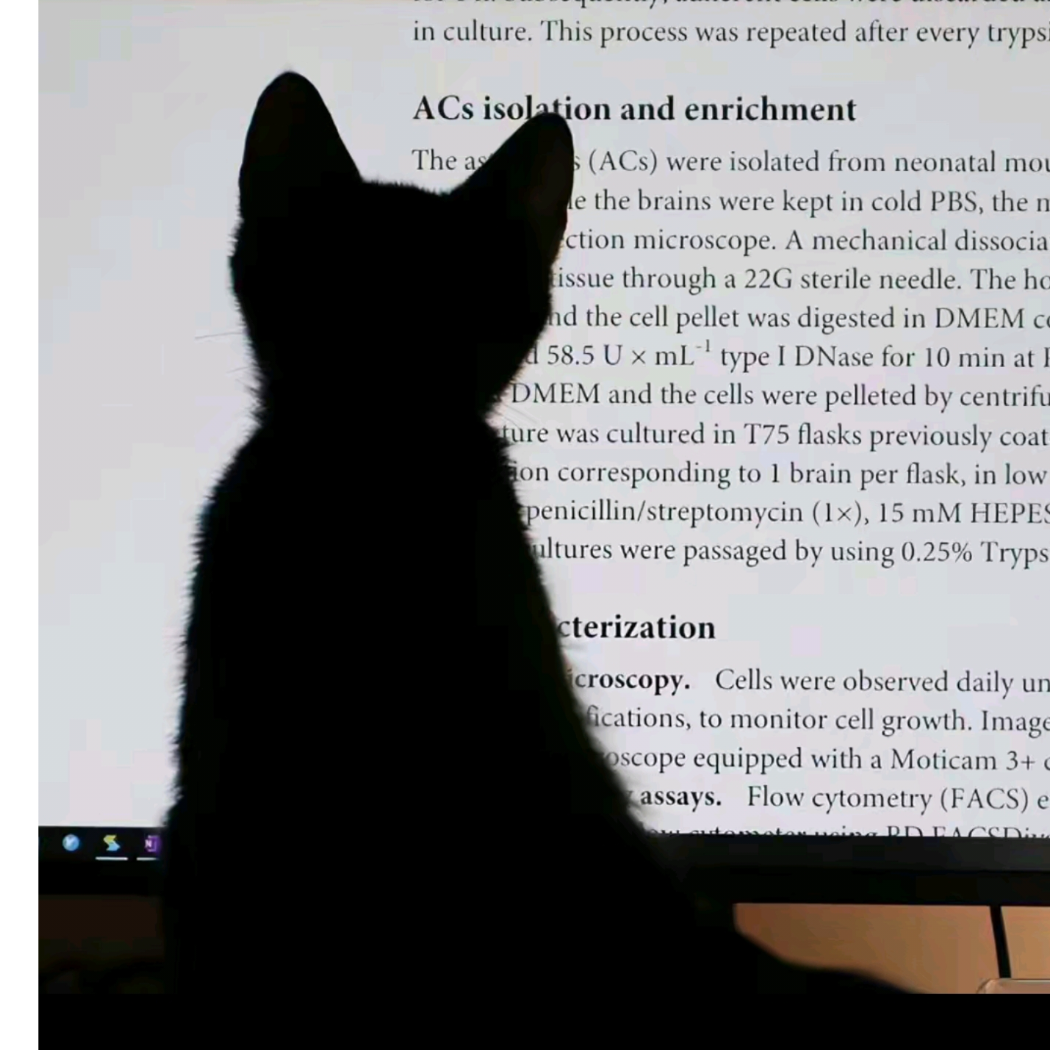 想抓一只猫