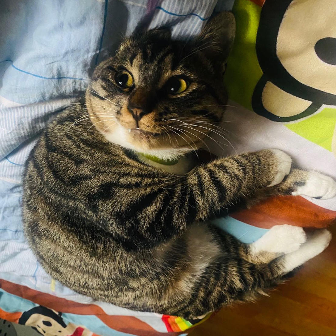 哟猫饼