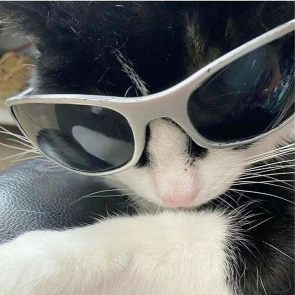 薛定谔的猫