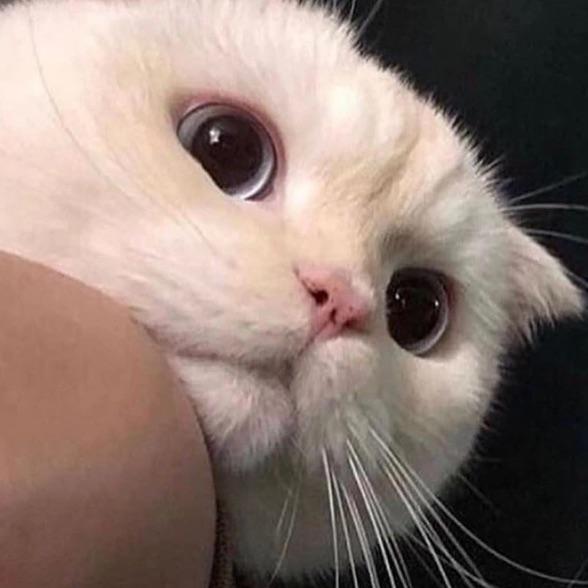 私房猫