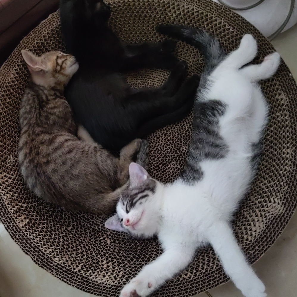 画画的狸猫