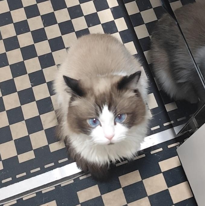 中空猕猴桃