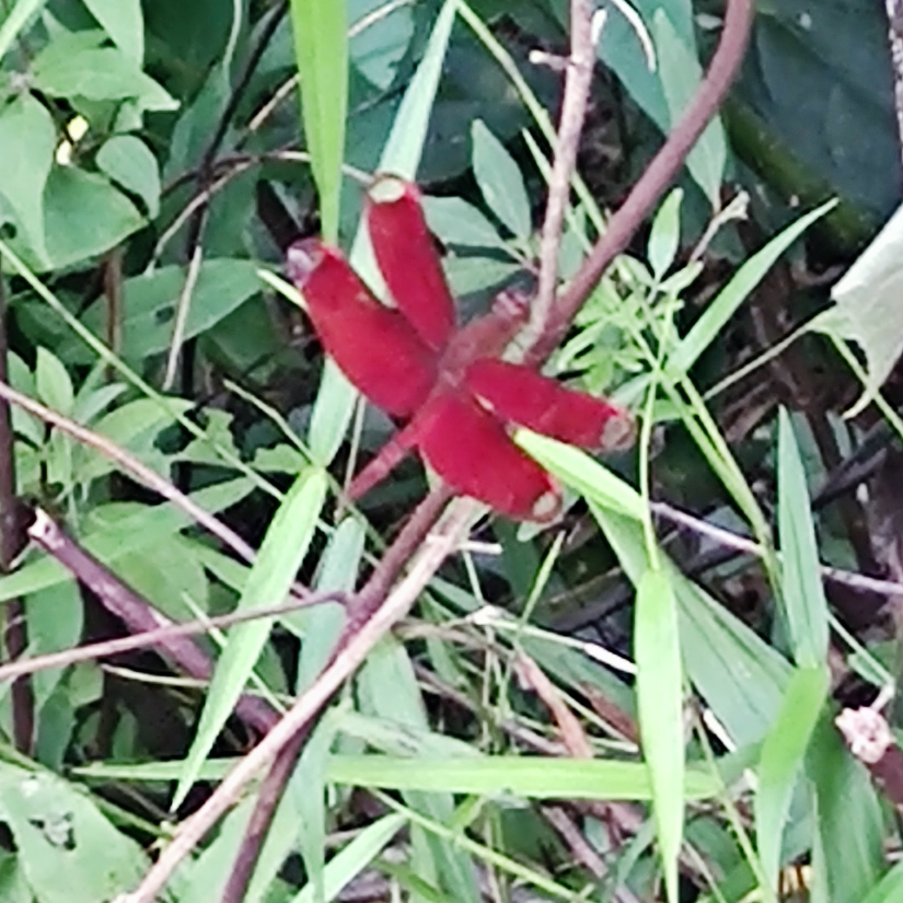 邓