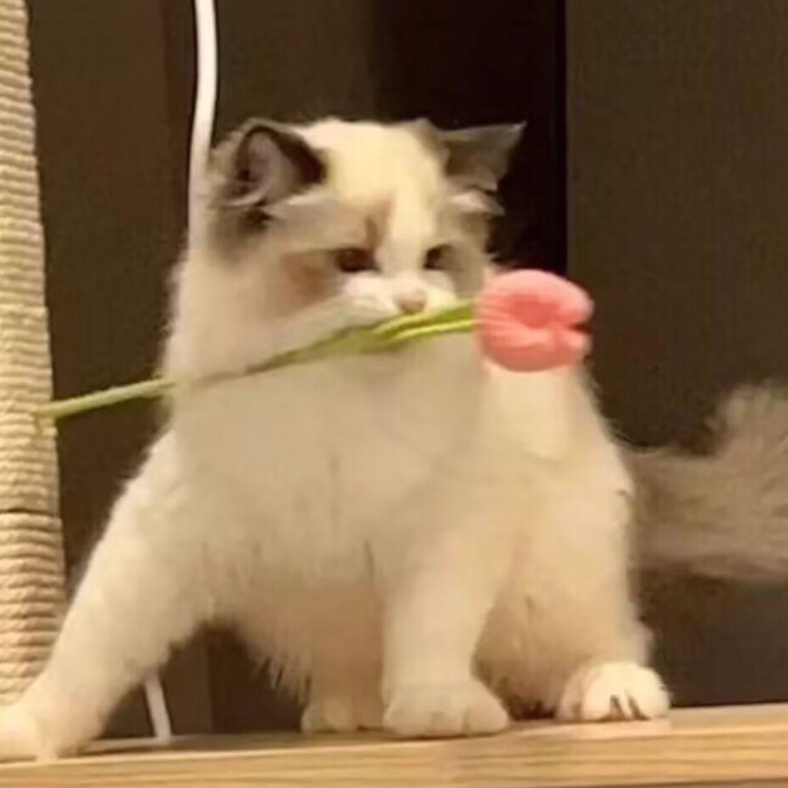 渔火