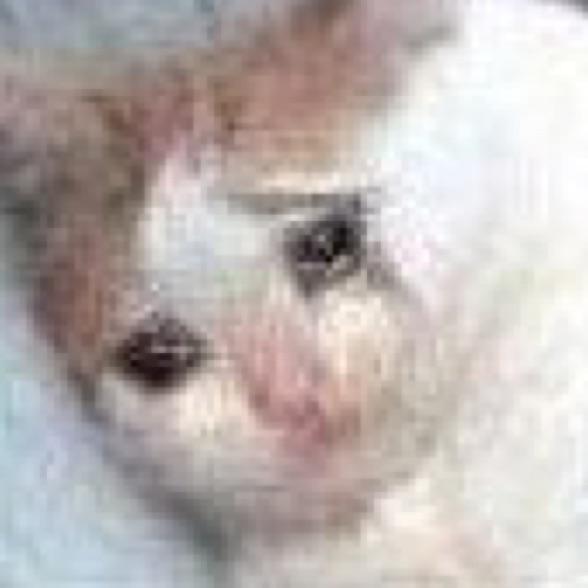 别问问就是ban竹子