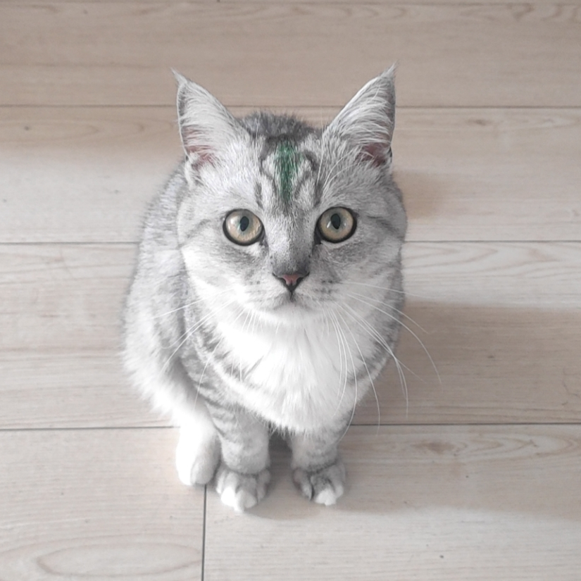 猫老六