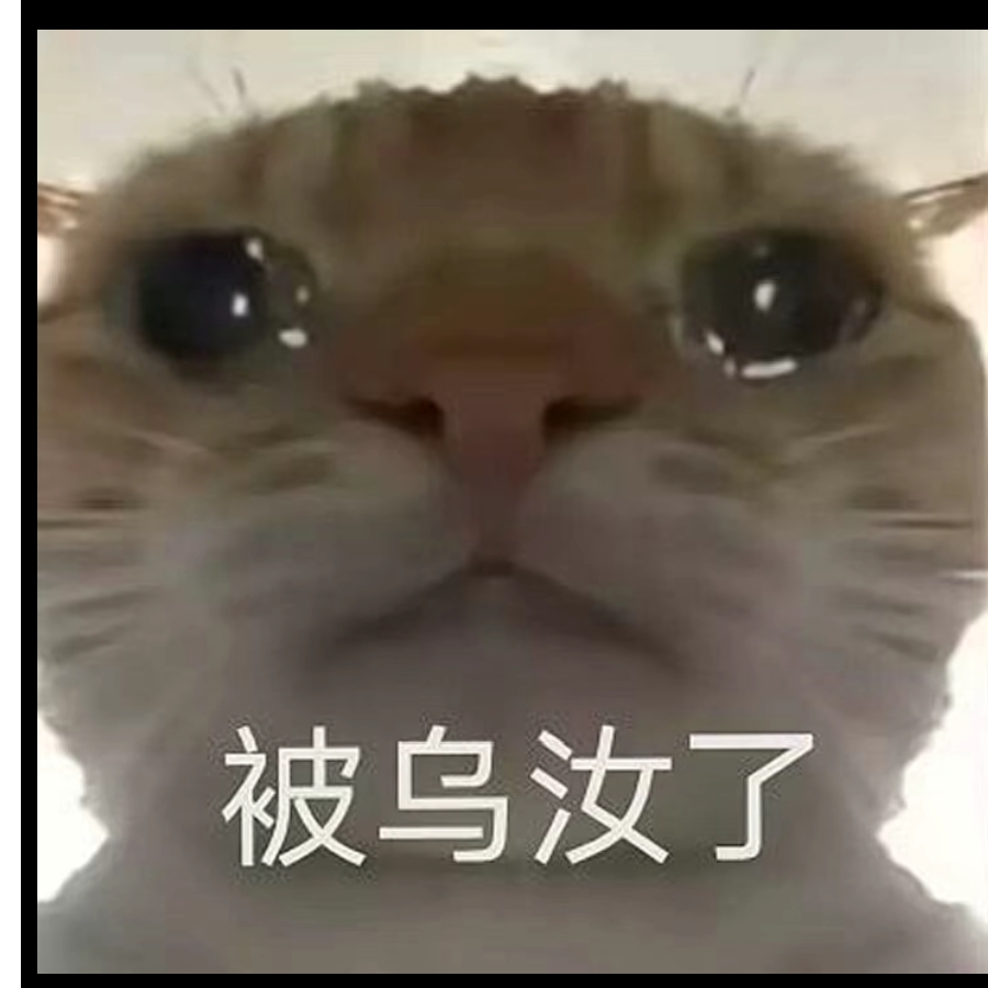 小猫吊打你