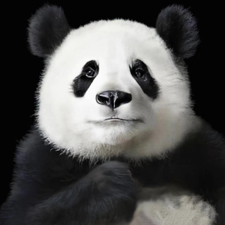 love熊猫