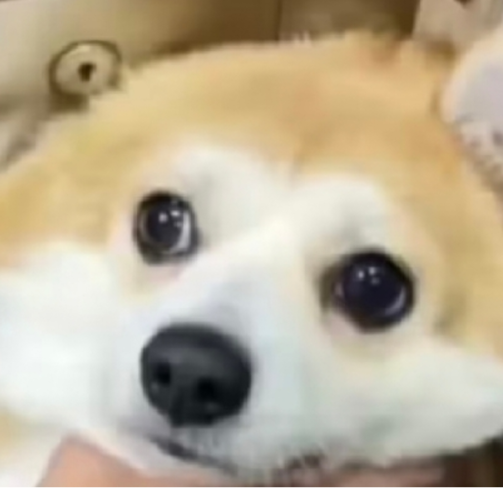 猫耳芙兰朵露