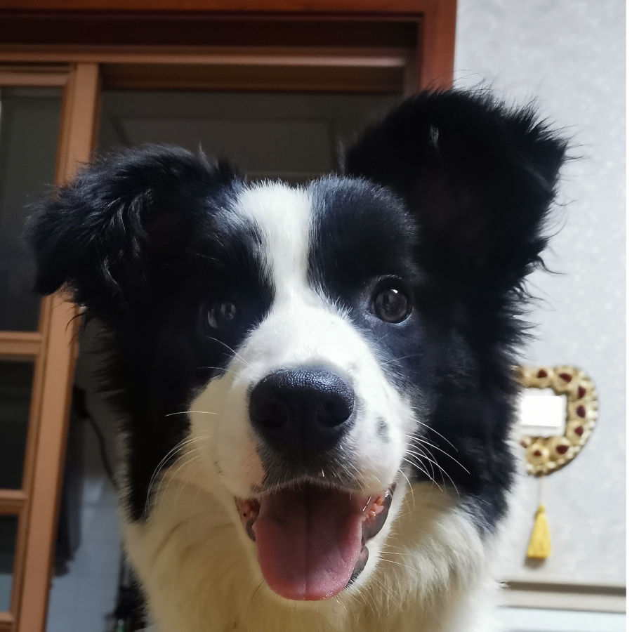 Pom