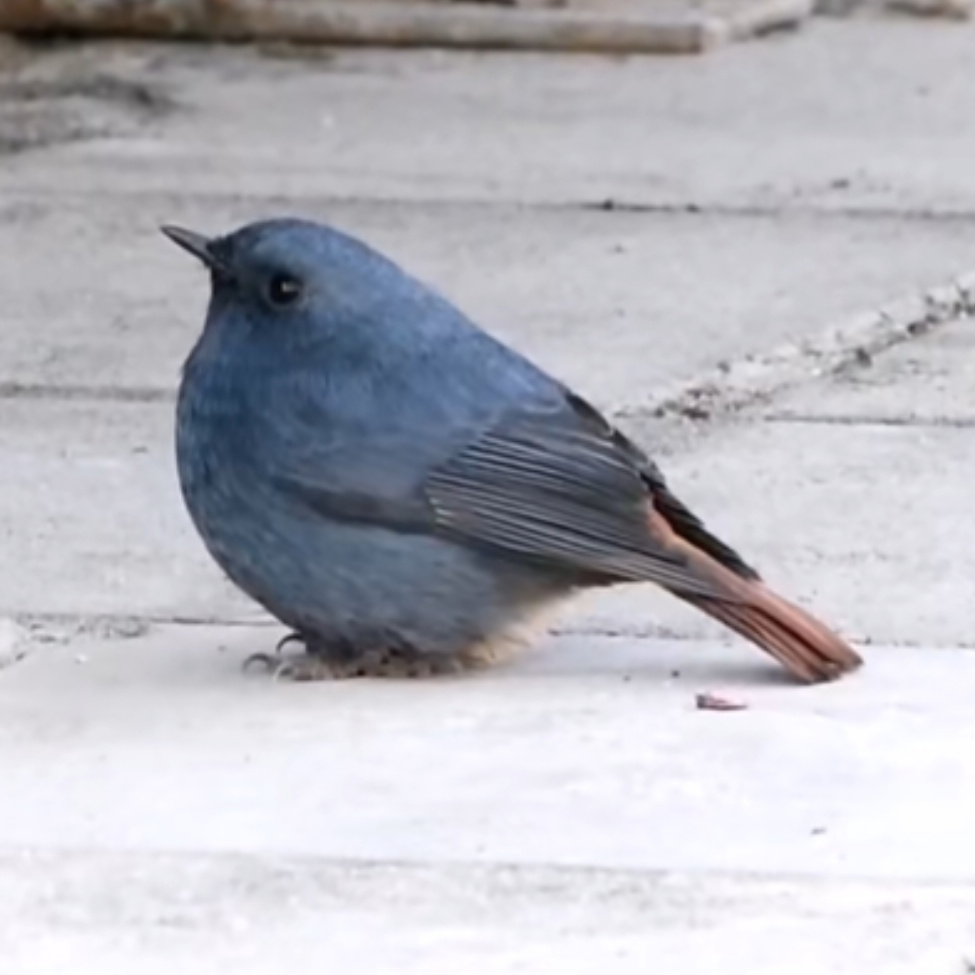 野生薯蓣