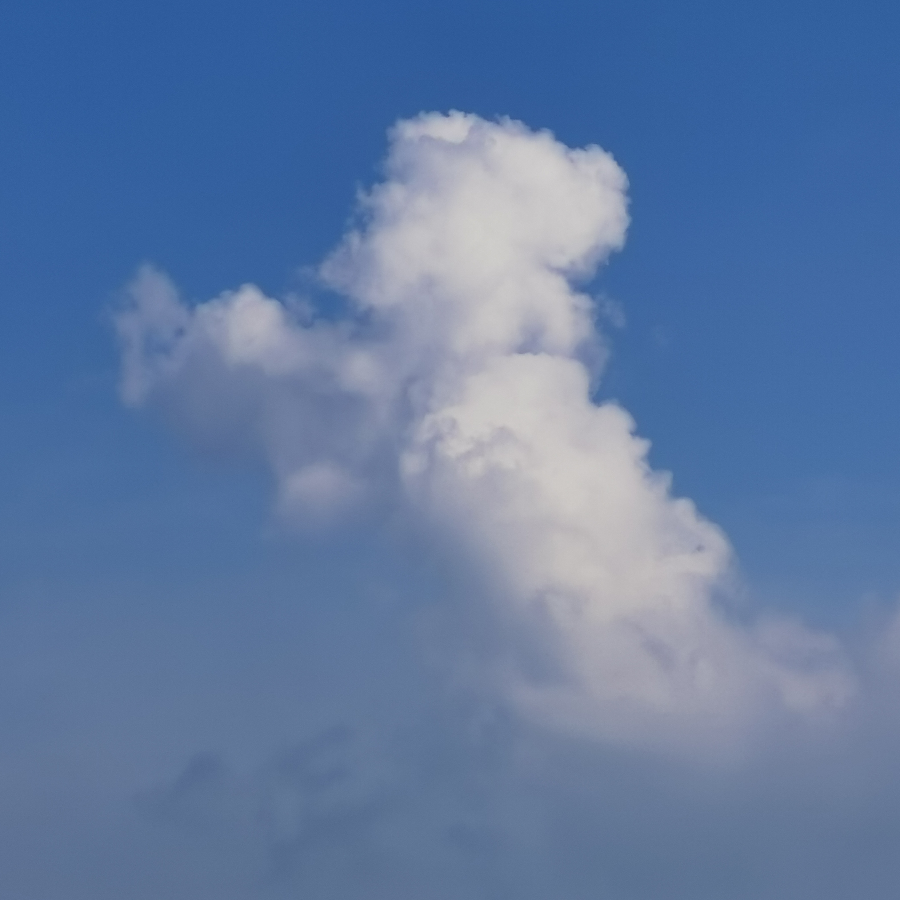 孤淼
