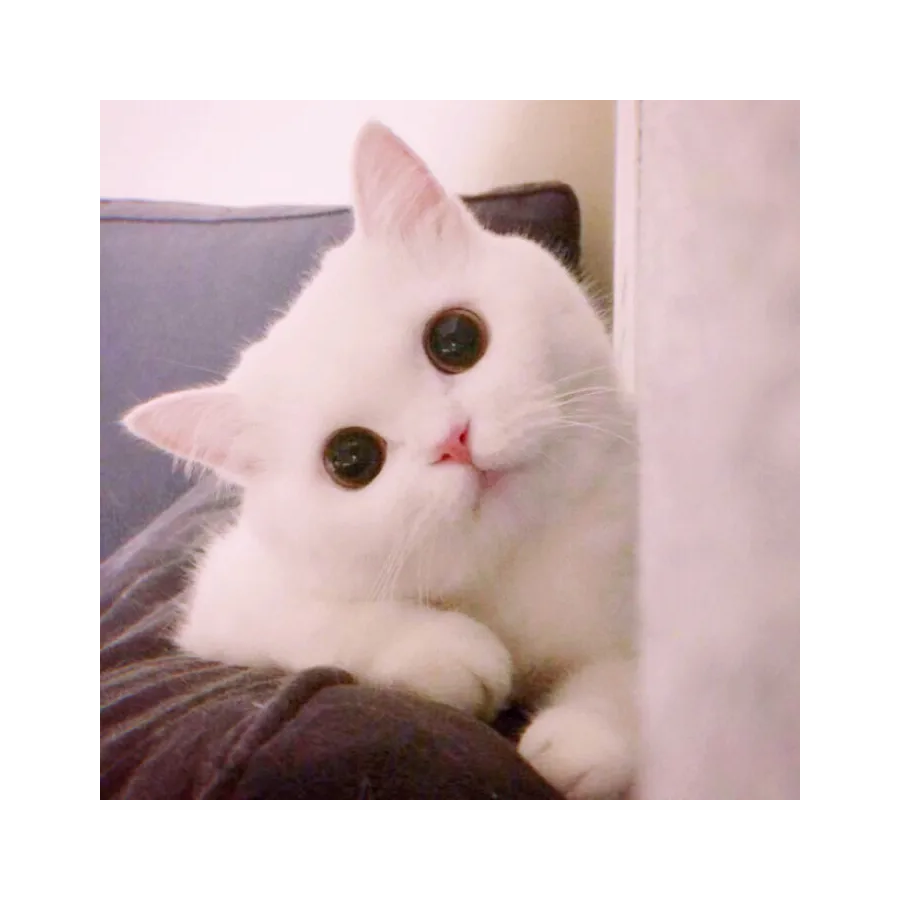 小张同学