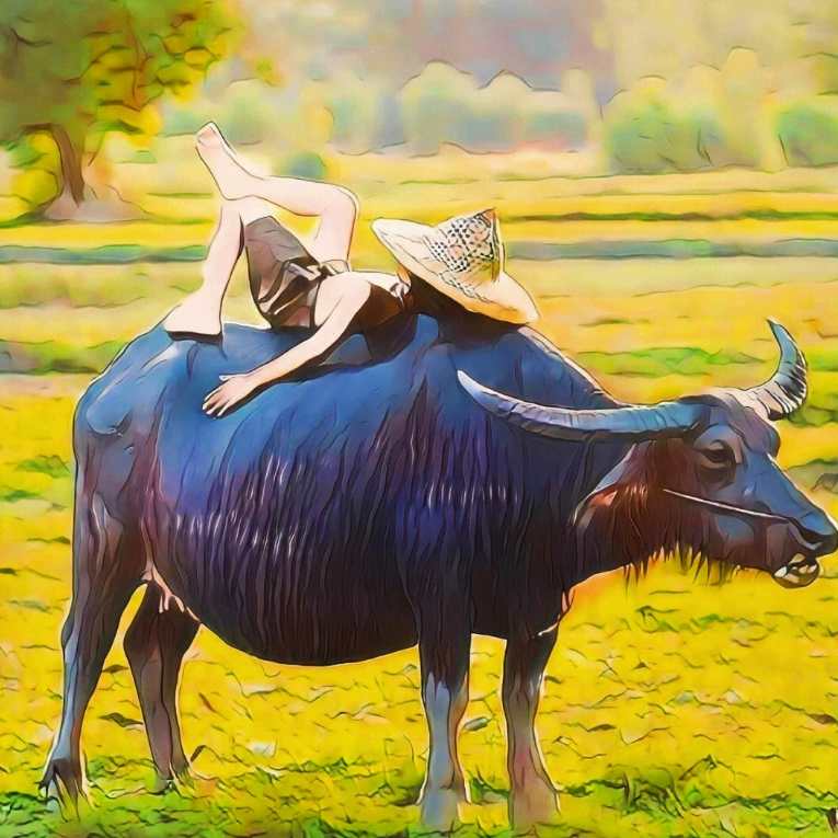 晓趴菜