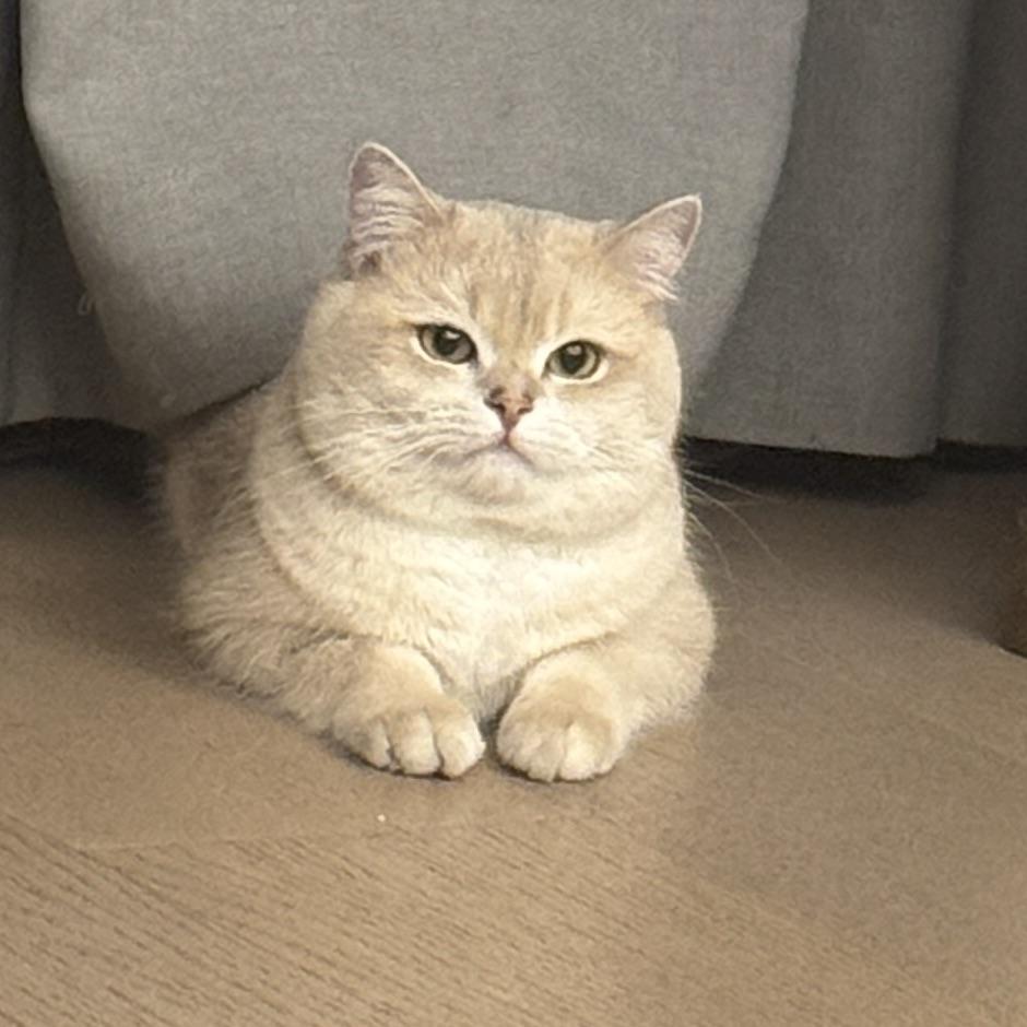 月邀杯