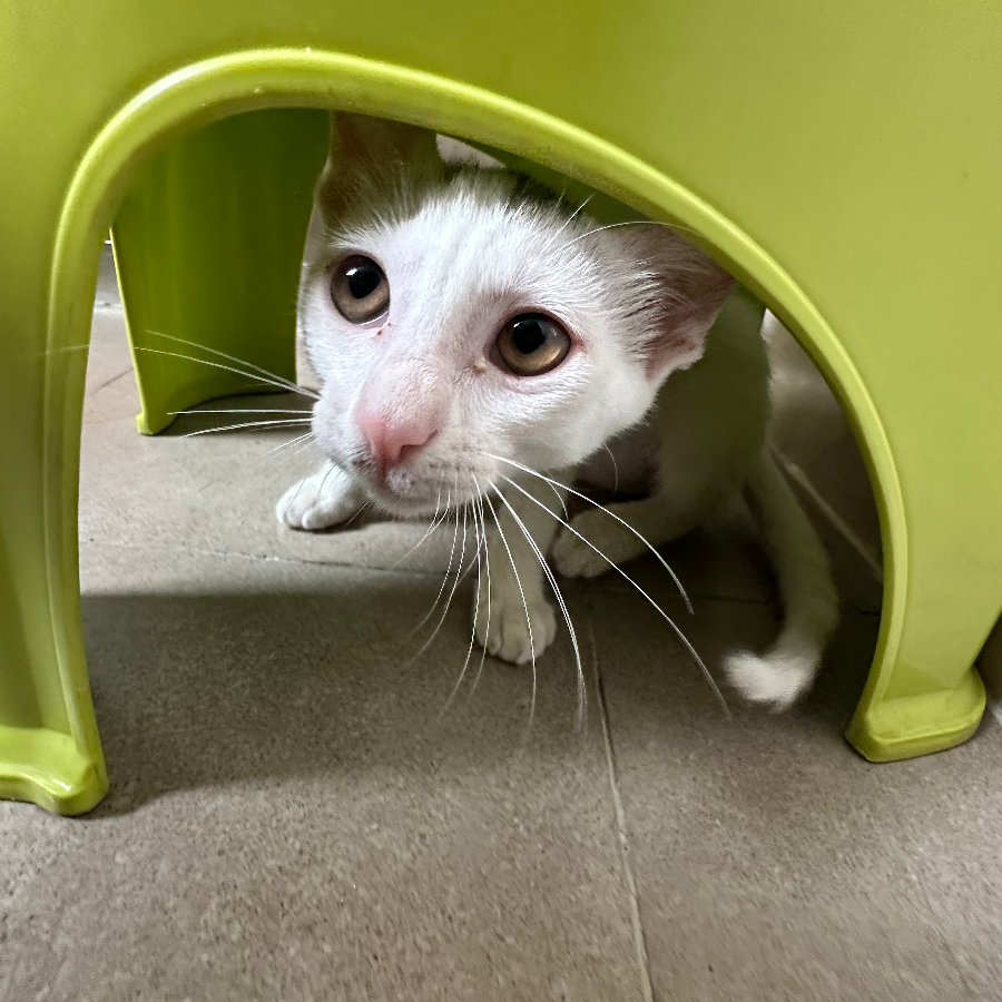小熊猫米米