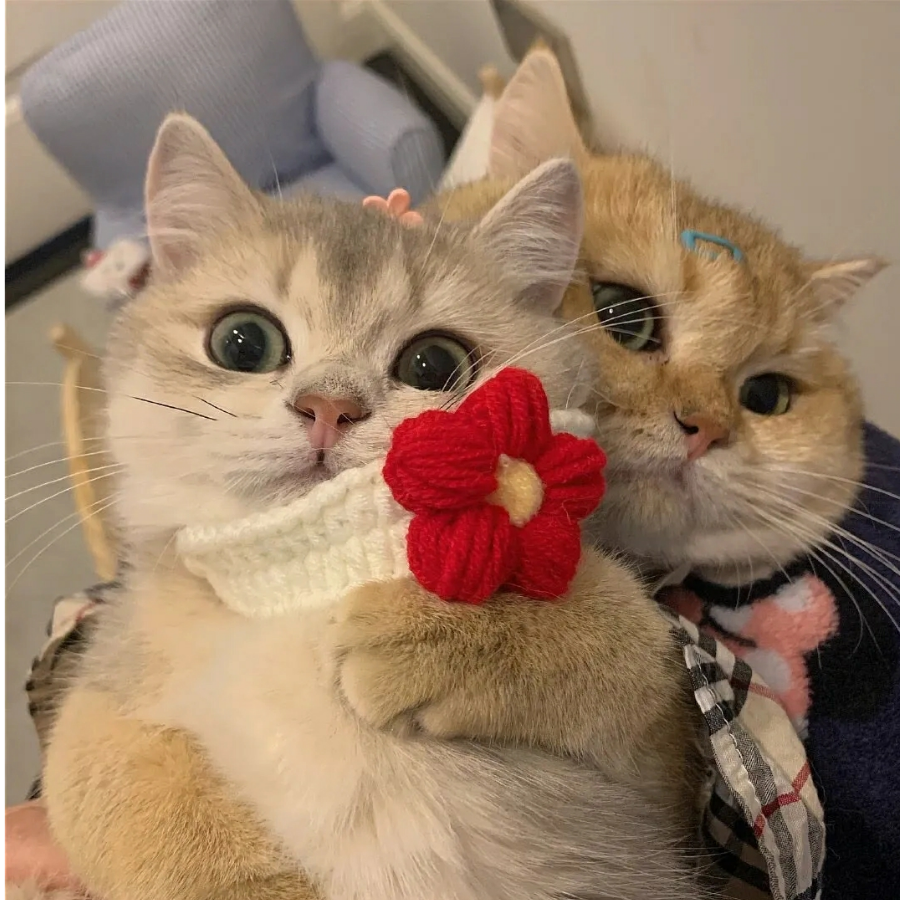 ʚ涵涵籽ɞ