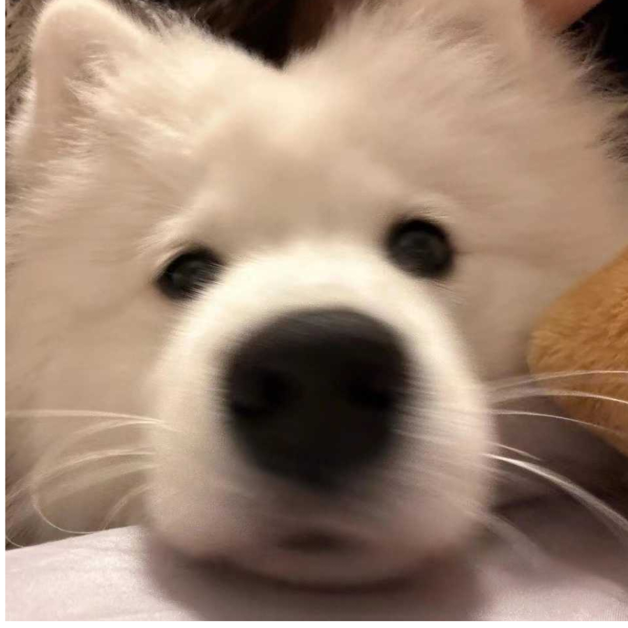 情不悔