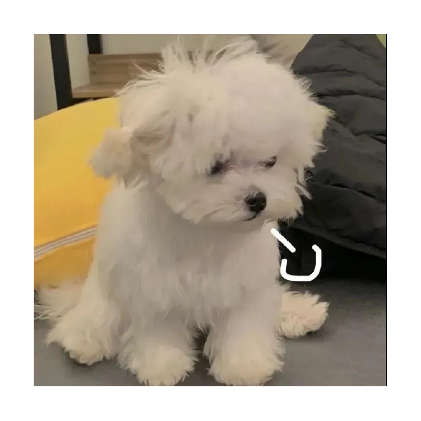 生活不易猫猫叹气