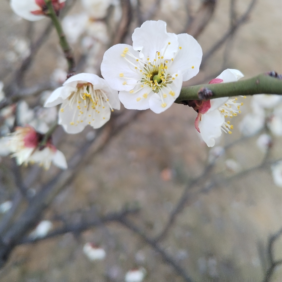 大白大白菜