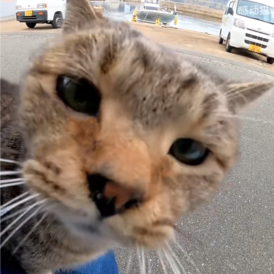 桃