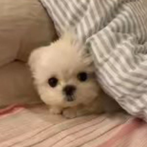 更乙
