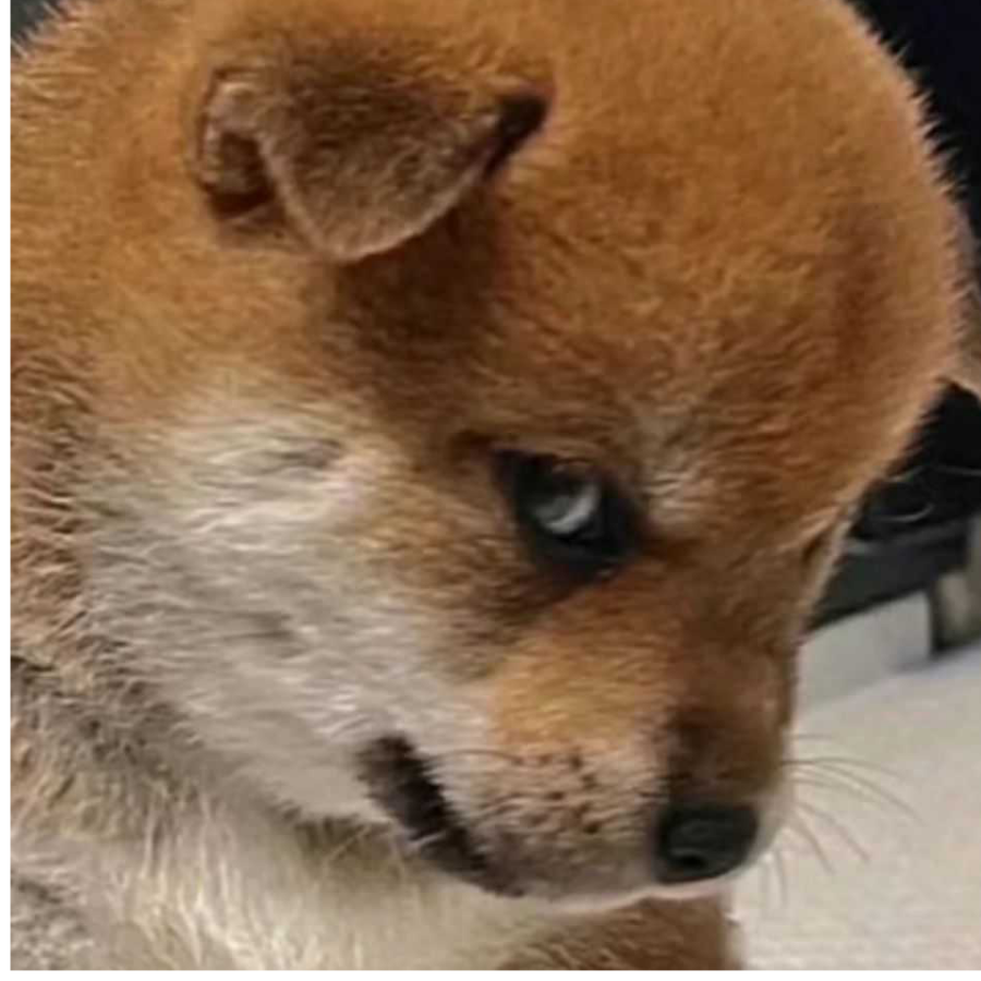 城城
