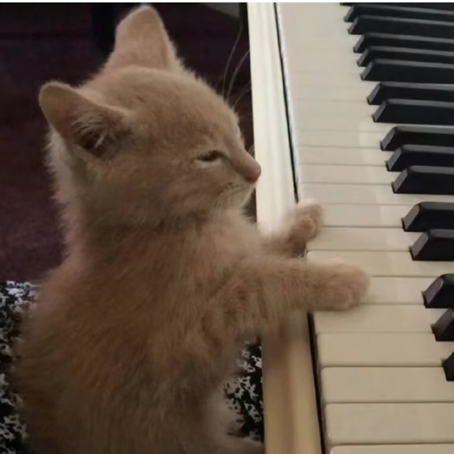小猫弹琴