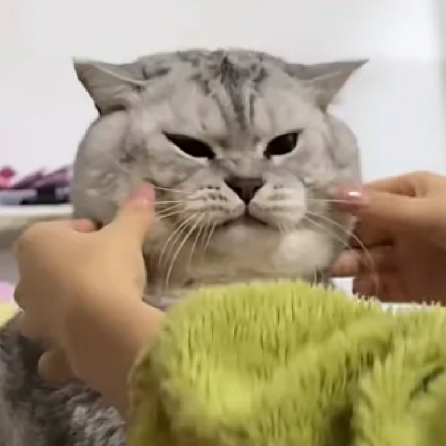 会上网的家猫