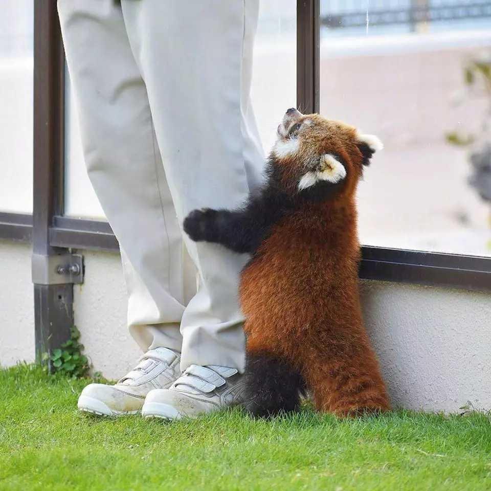 五百减一