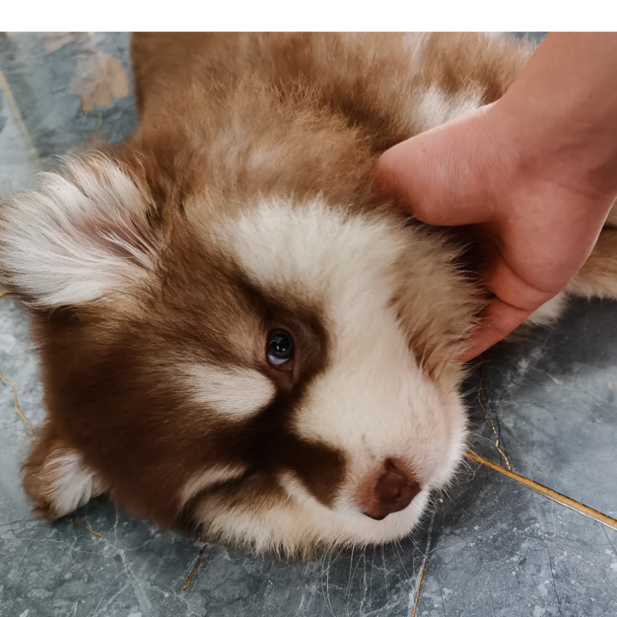 李