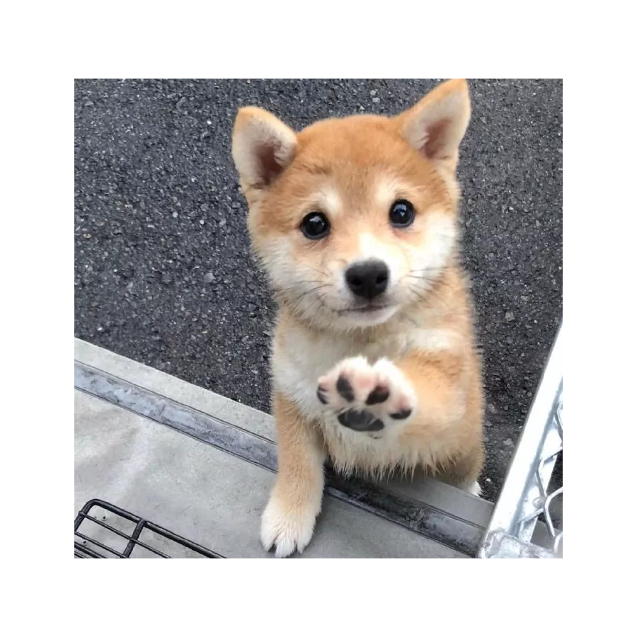 子慕予兮