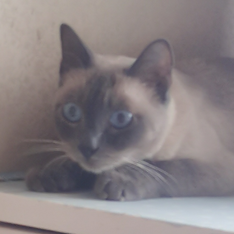 兔兔猫