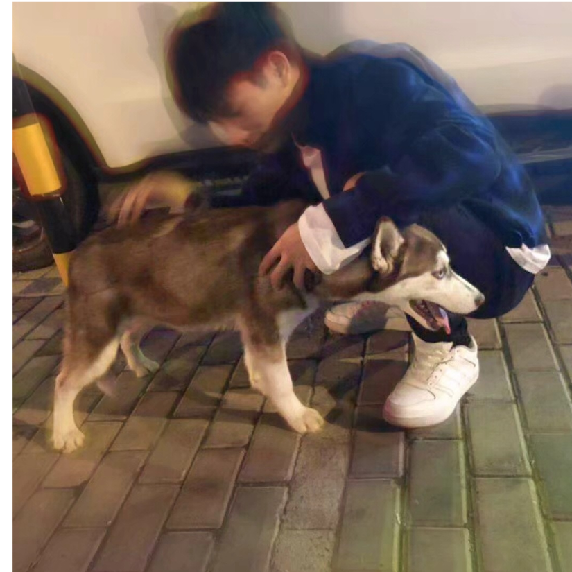 🐾️