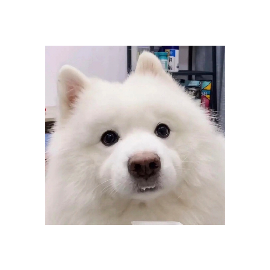 Dongqiaqia