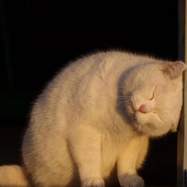 冬天出生的羊
