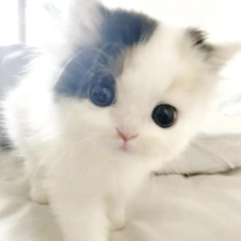 (՞_   ̫ _՞)ᐝ