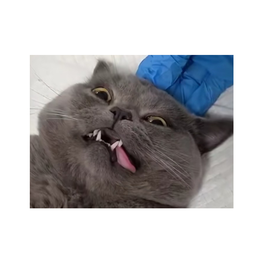 苏