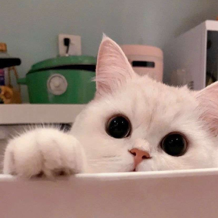 青小尢