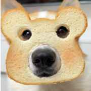 面包小狗