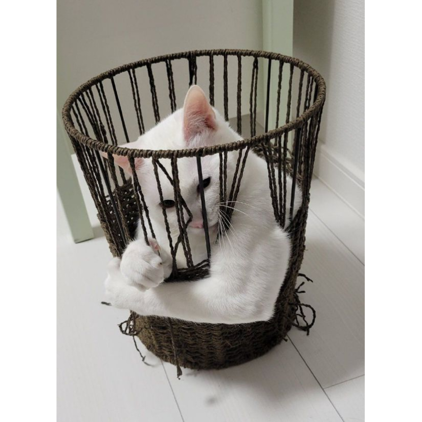 汏戍