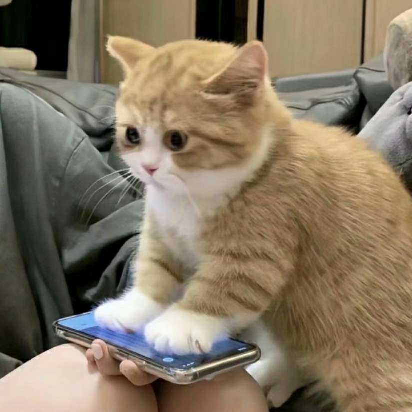 娇稚